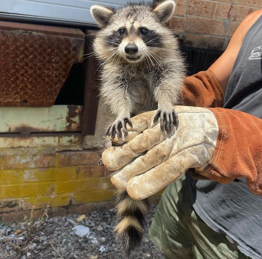 Ledwell Wildlife Control field photo of a raccoon during humane removal